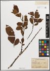 Foto von Salix L.